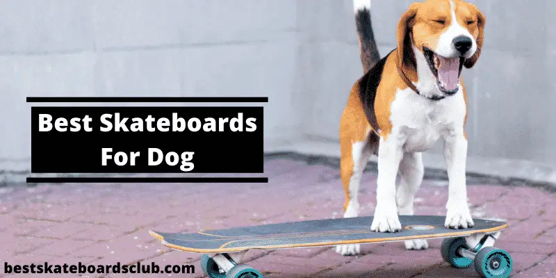 Best Skateboards For Dog