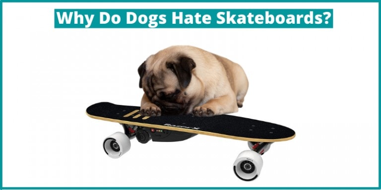 Why Do Dogs Hate Skateboards? – How to Train Him Not to Do So