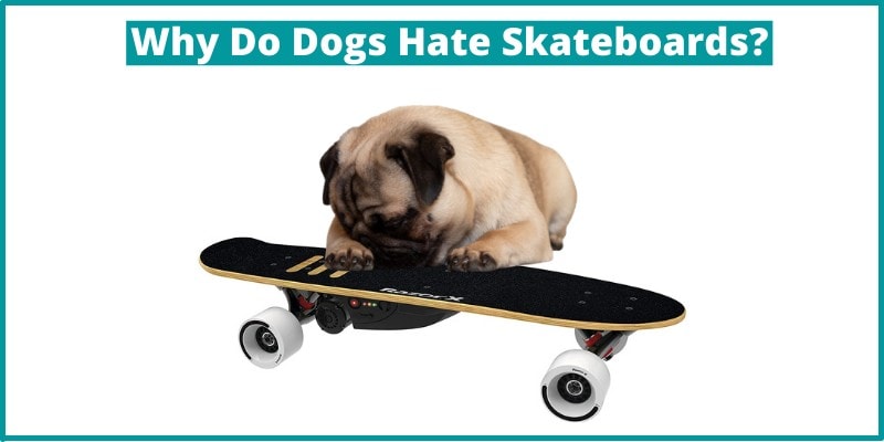 Why Do Dogs Hate Skateboards