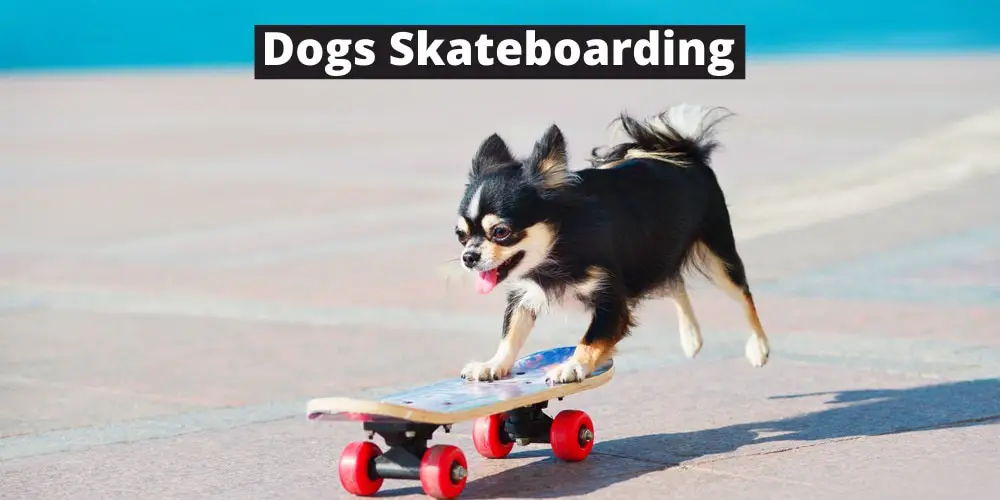 why do dogs hate skateboards